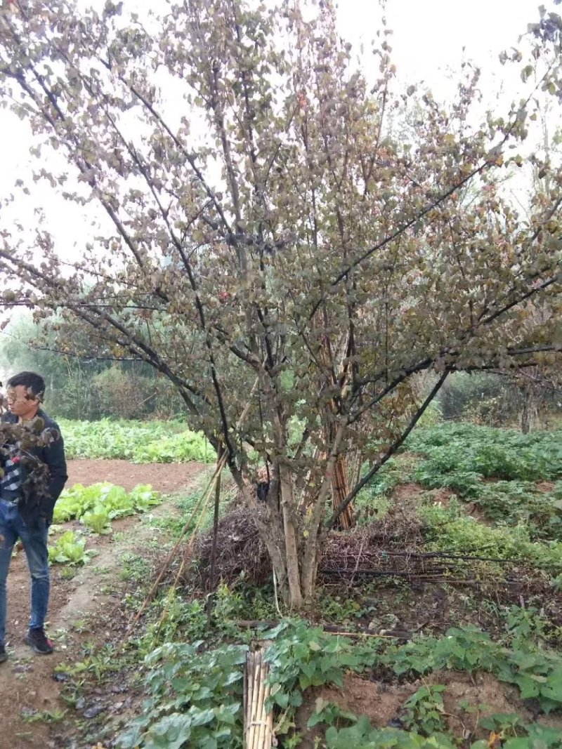 山茱萸，丛生山茱萸，独杆山茱萸，规格齐全