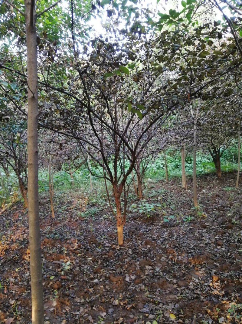 山茱萸，丛生山茱萸，独杆山茱萸，规格齐全
