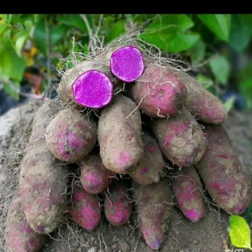 香芋，广西荔浦芋头
