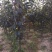 苹果梨小树,辽宁苹果梨树,辽宁苹果梨小树
