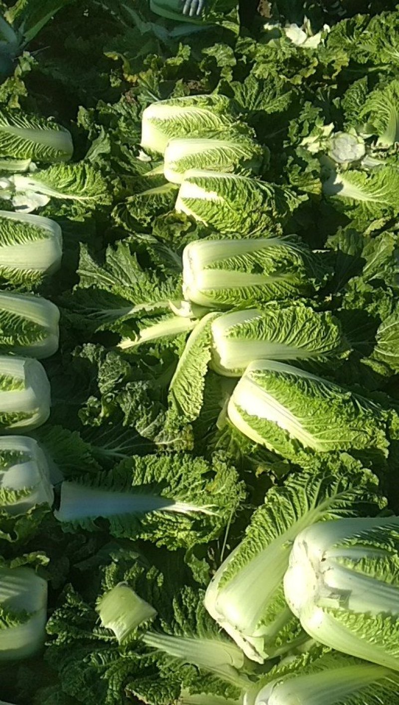 各种包心菜黄心净菜