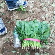 大叶菠菜，20――25公分质量优