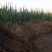 章丘大葱上市了