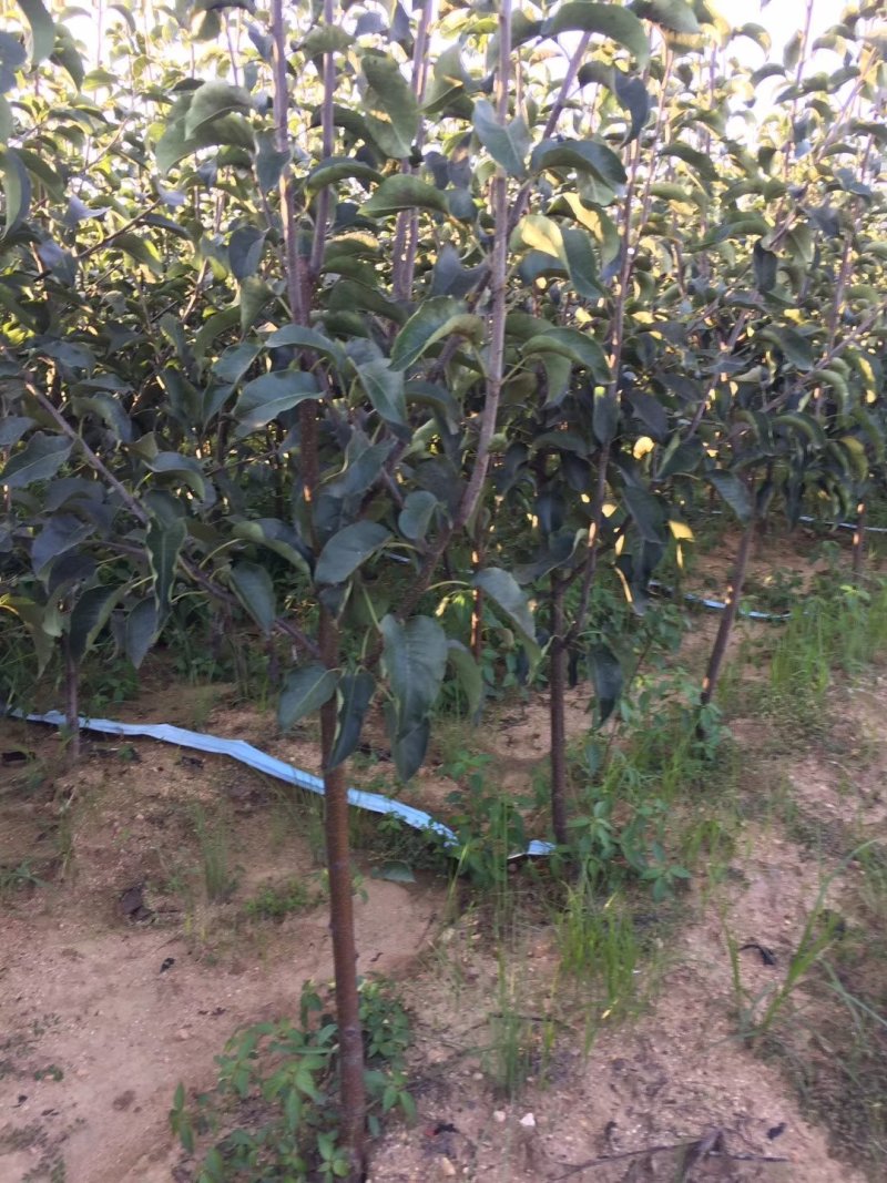 梨树，辽宁南果梨树，占地梨树，辽宁占地梨树