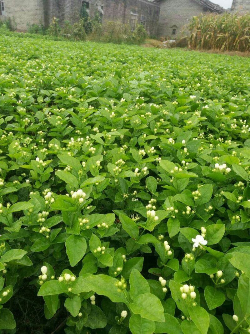 【爆品】包邮2年茉莉花苗春季半成品白色双瓣园林绿化工程苗