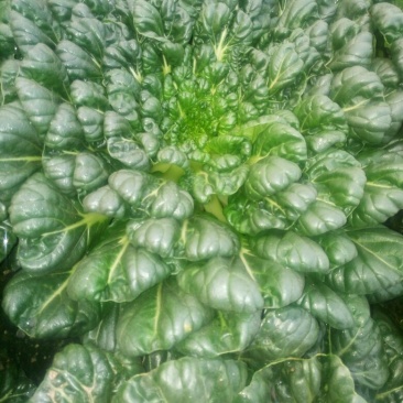 菊花菜