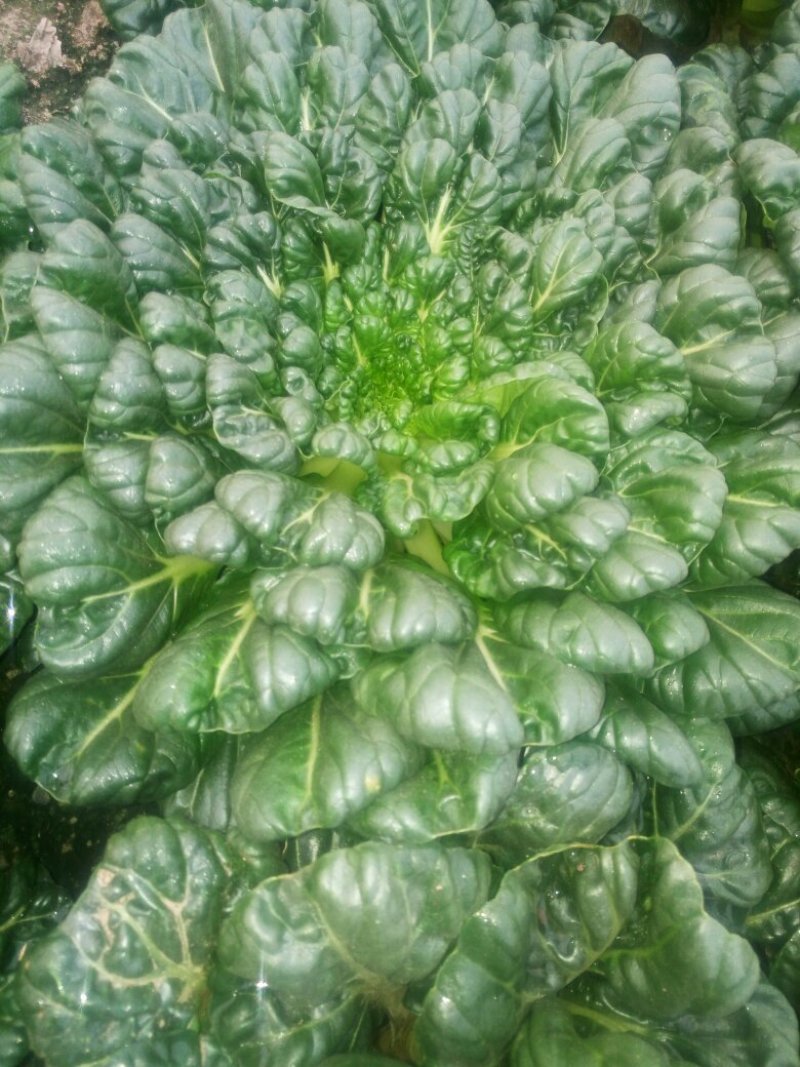 菊花菜