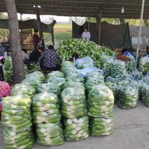 万亩西瓜青萝卜，，规格齐全，产地直发，一手货源，整车批发