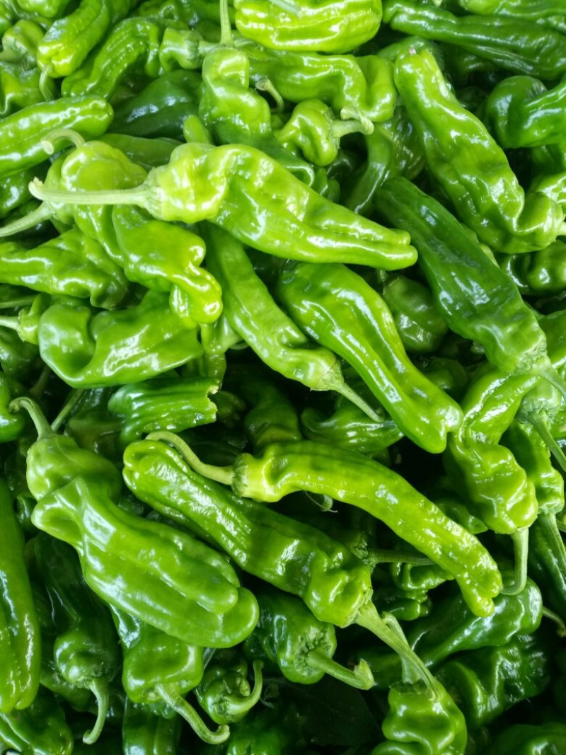 鲜辣椒薄皮椒，芜湖椒，大棚种植、诚信经营、全国走货。