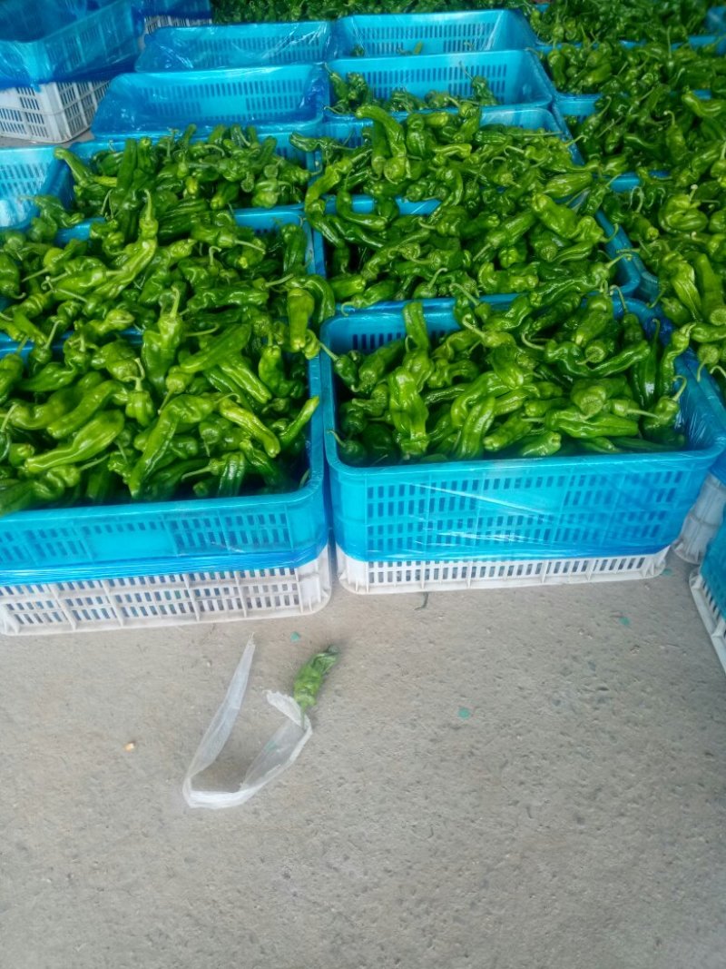 薄皮椒鲜辣椒，芜湖椒，大量上市，欢迎客户光临，合作共赢。