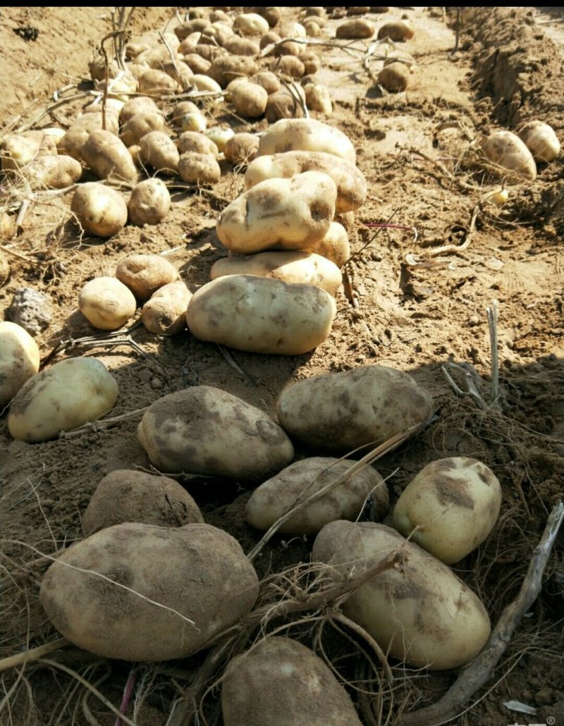 土豆