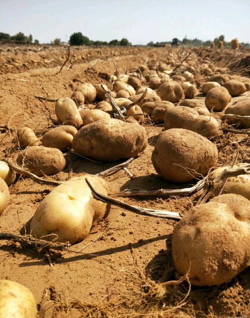 土豆