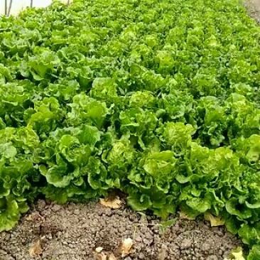 意大利生菜