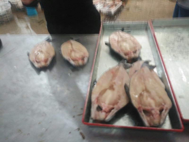 巴沙鱼