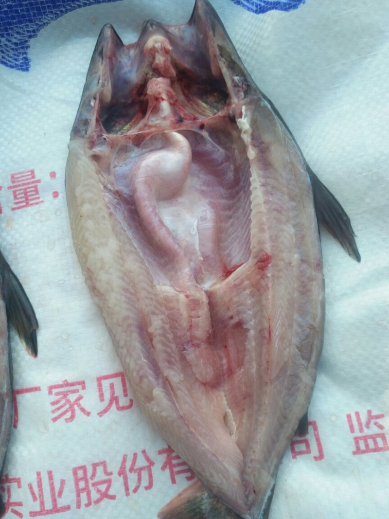 巴沙鱼