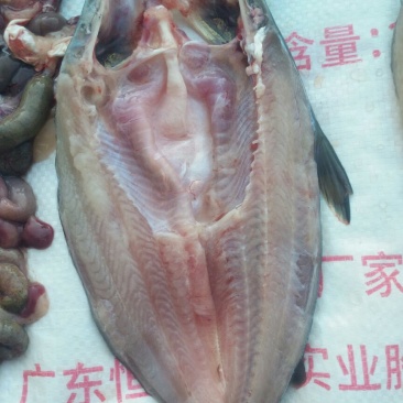 巴沙鱼