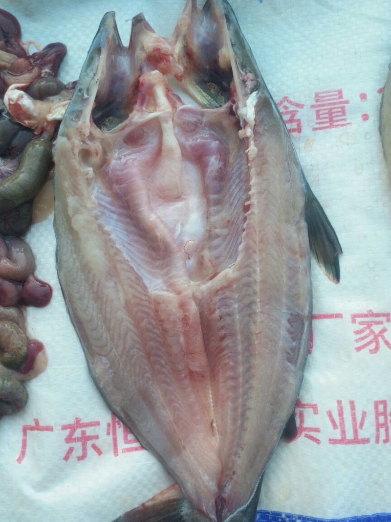 巴沙鱼