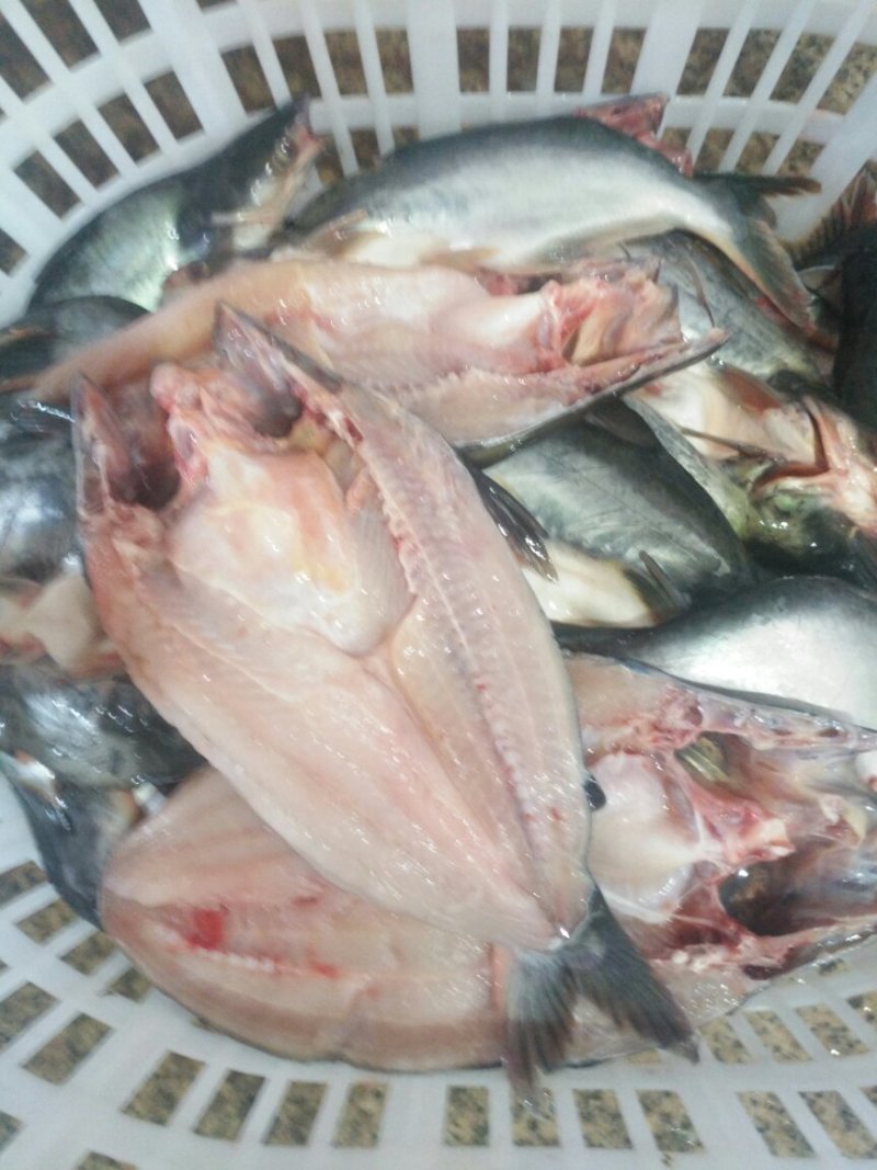 巴沙鱼