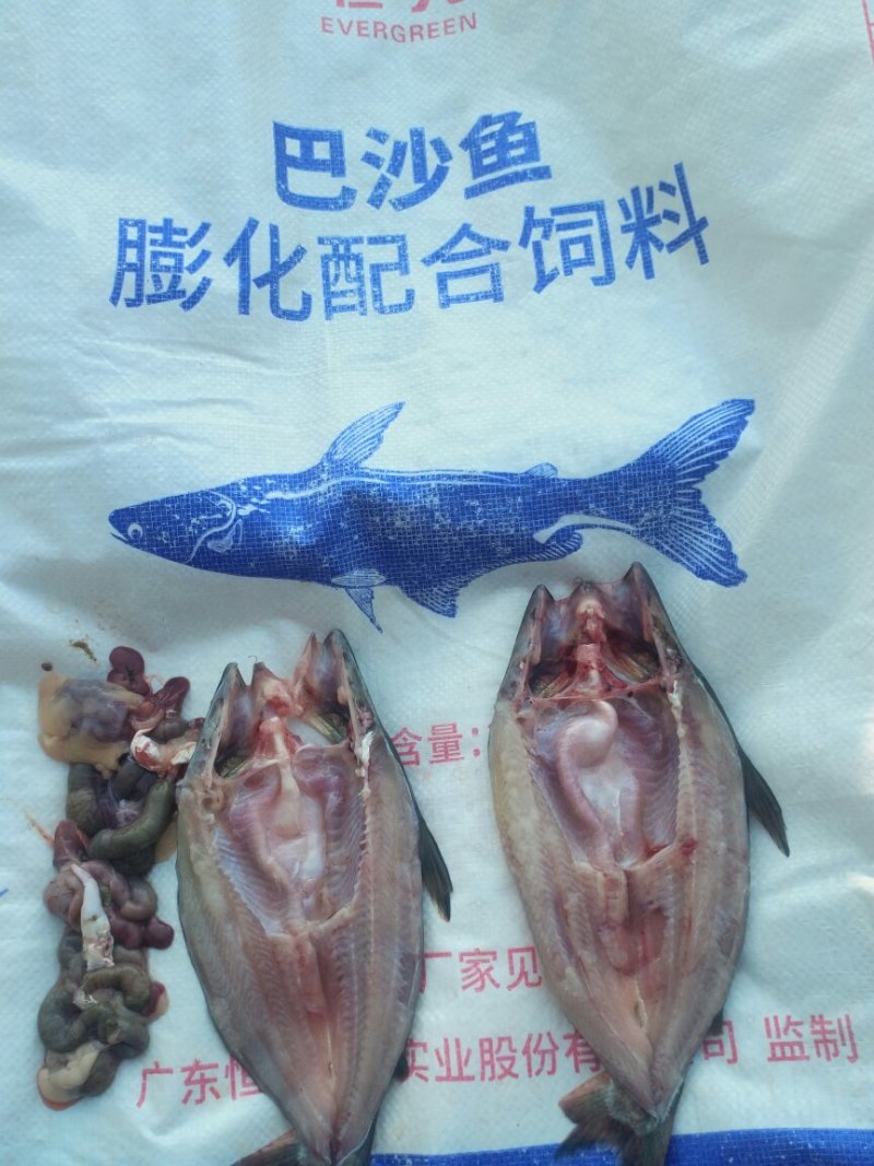 巴沙鱼