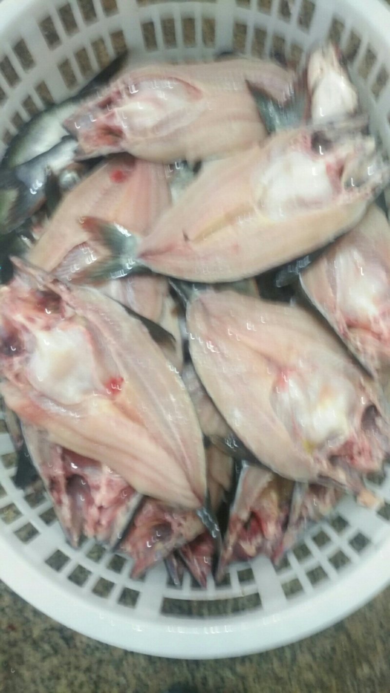 巴沙鱼