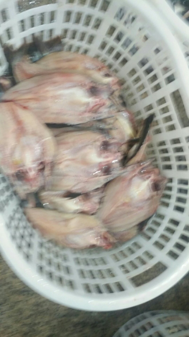 巴沙鱼