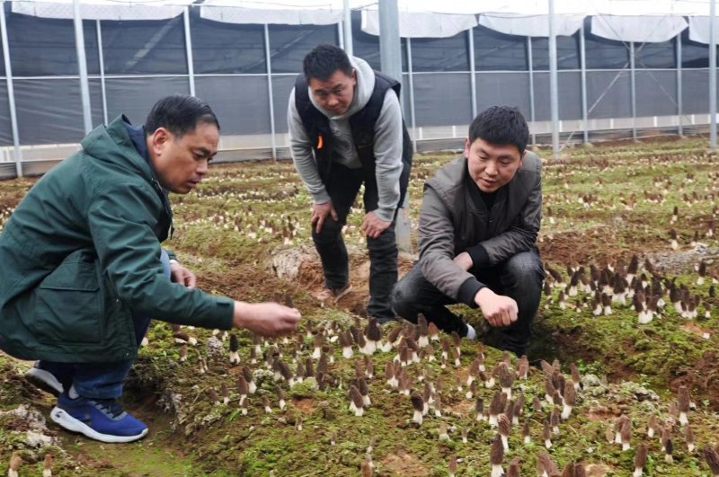 河南金海生物羊肚菌菌种推广，免费学习种植技术