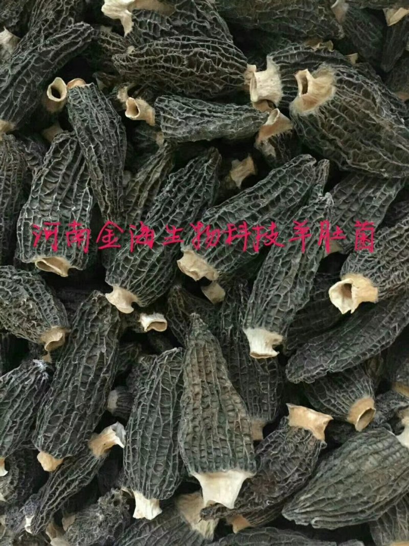河南金海生物羊肚菌菌种推广，免费学习种植技术