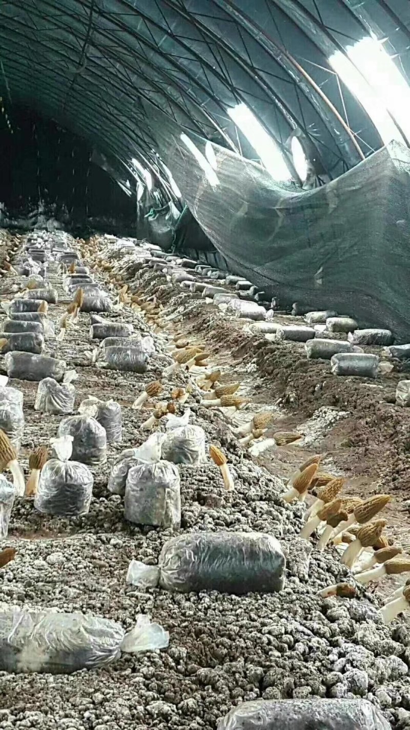 河南金海生物羊肚菌菌种推广，免费学习种植技术