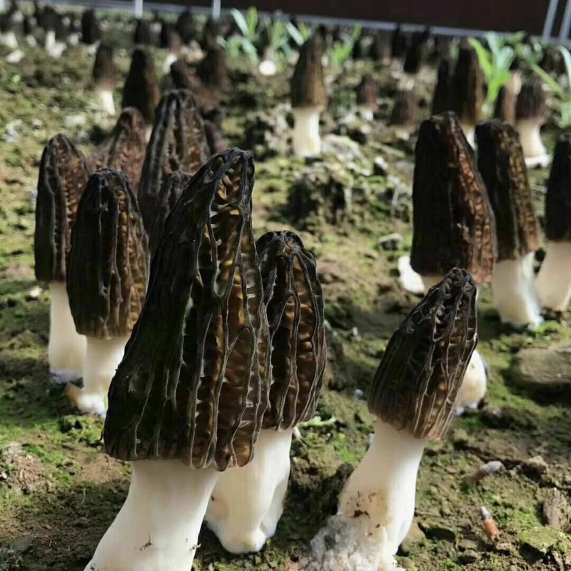 河南金海生物羊肚菌菌种推广，免费学习种植技术