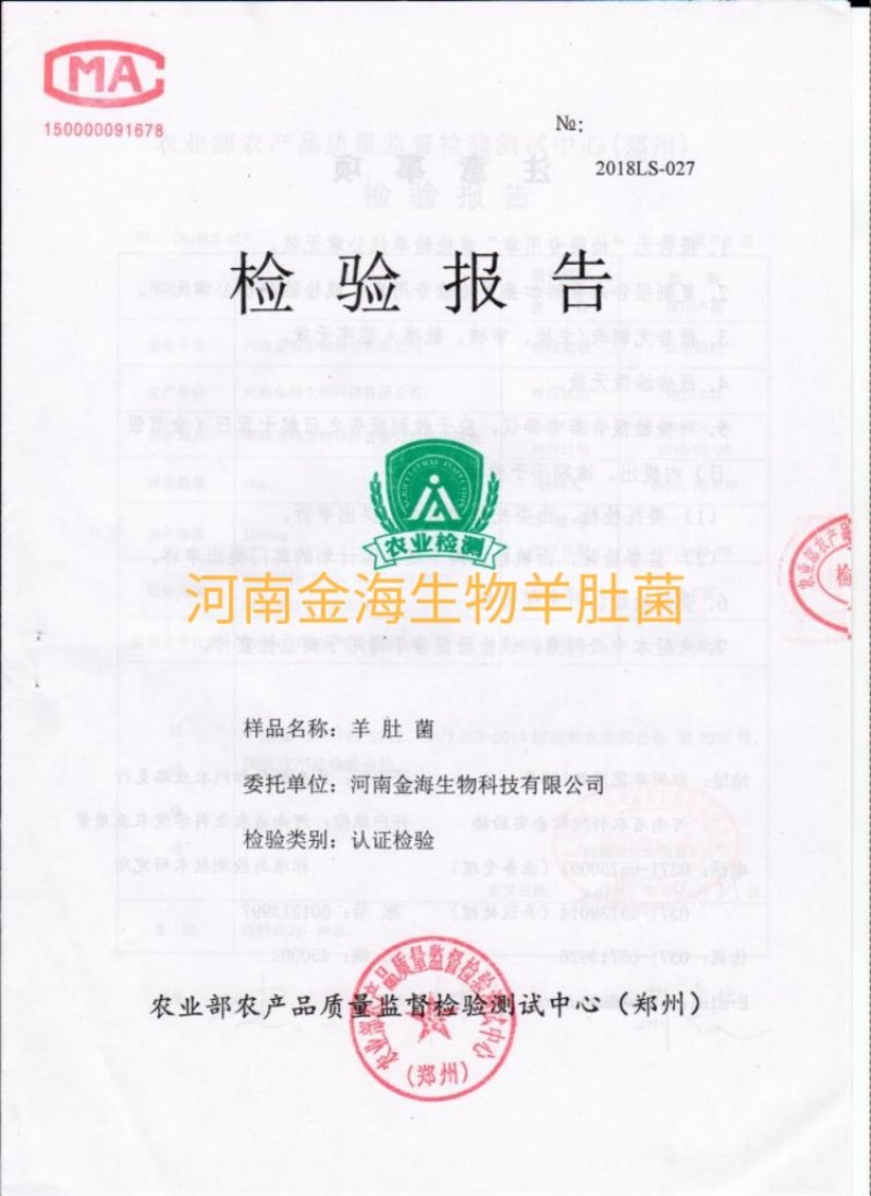 河南金海生物羊肚菌菌种推广，免费学习种植技术