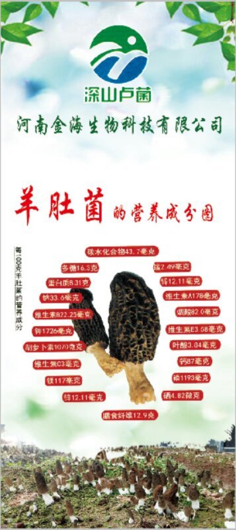 河南金海生物羊肚菌菌种推广，免费学习种植技术
