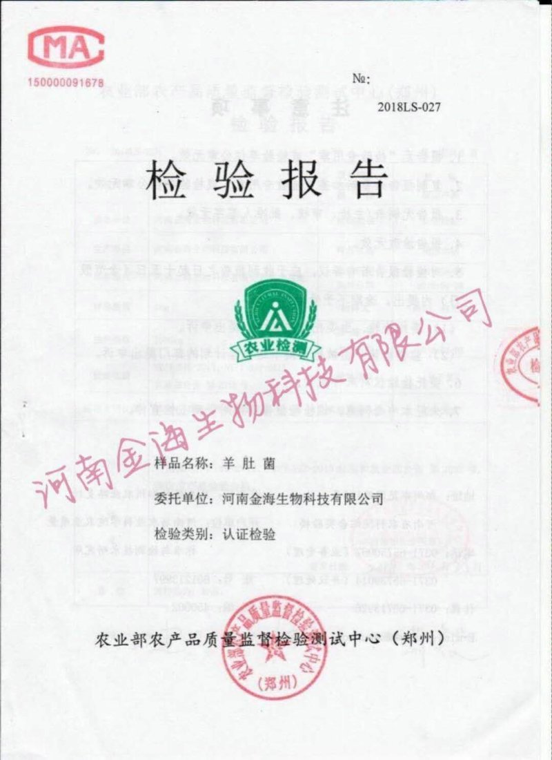 河南金海生物羊肚菌菌种推广，免费学习种植技术