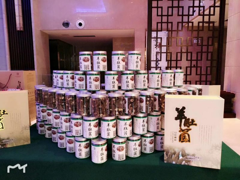 河南金海生物羊肚菌菌种推广，免费学习种植技术