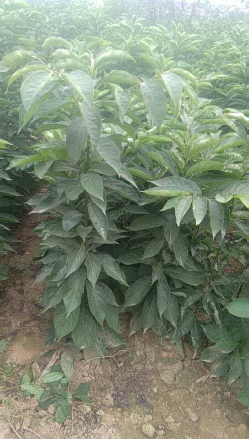 出售柿树种苗软枣苗，又名君迁子，是嫁接柿树的砧木，该砧木