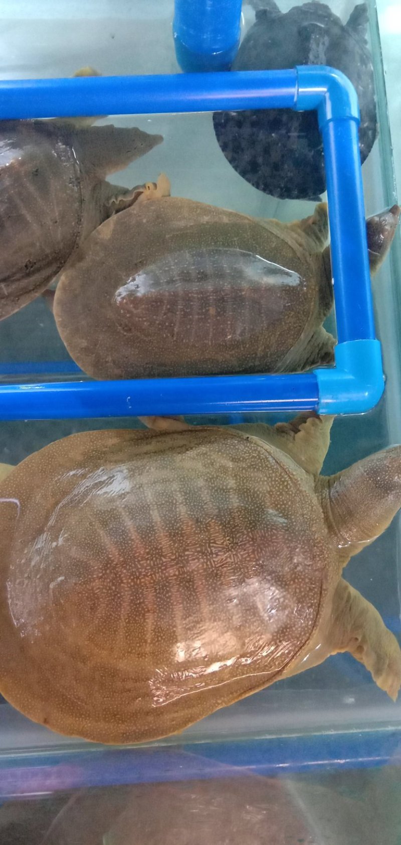 生态甲鱼，45元一斤，量大从优。