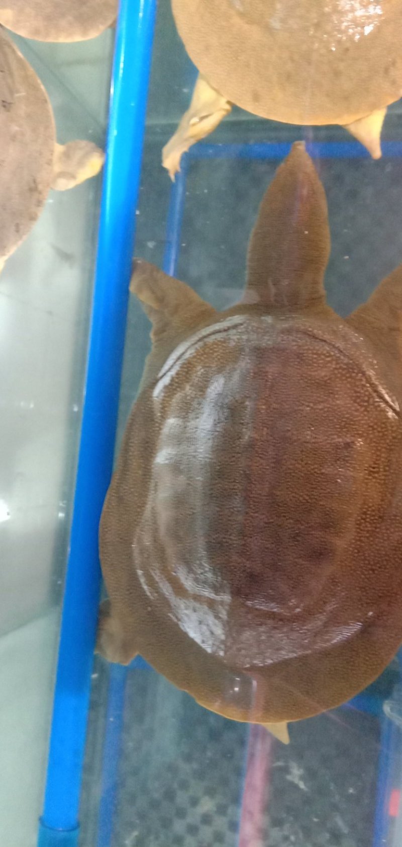 原生态甲鱼