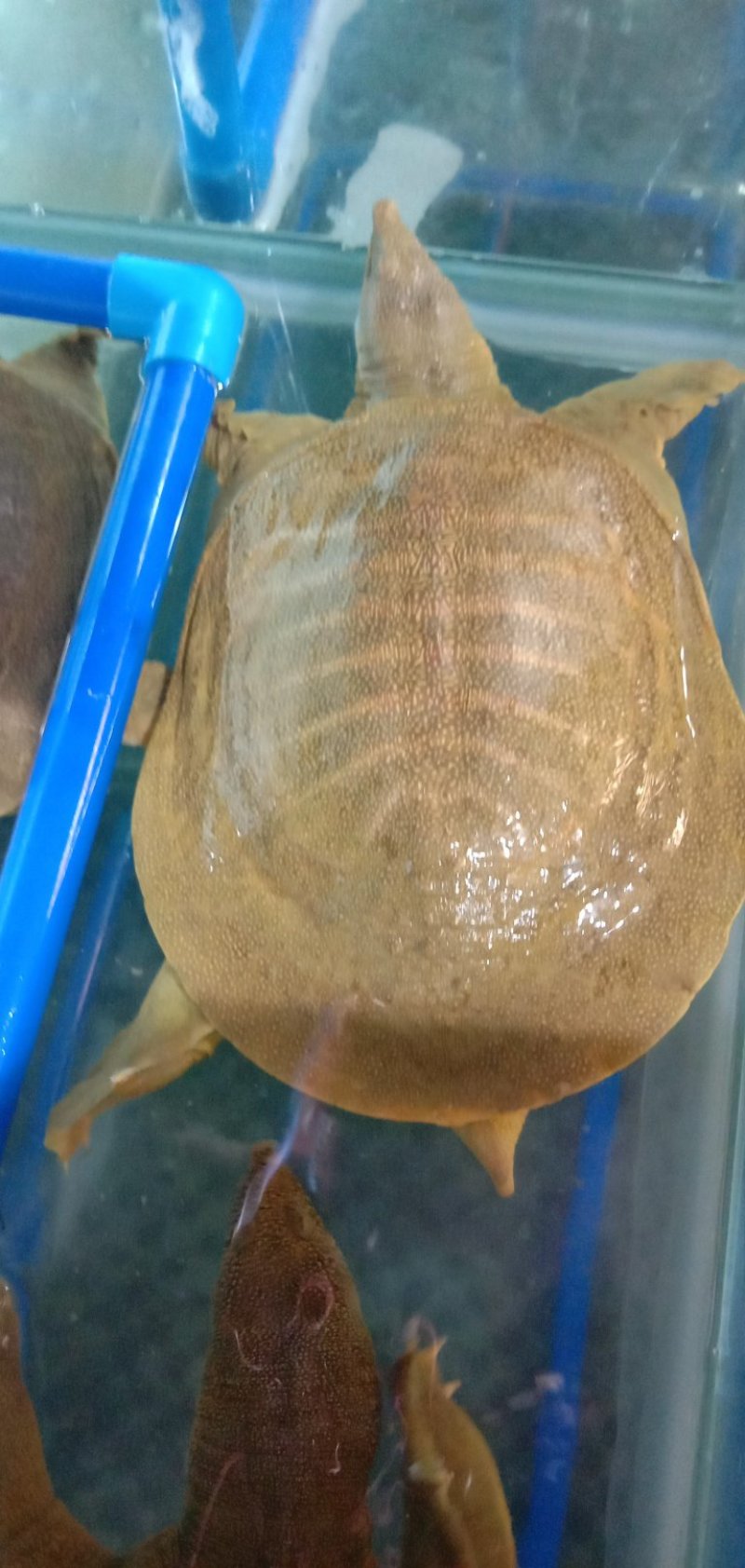 原生态甲鱼