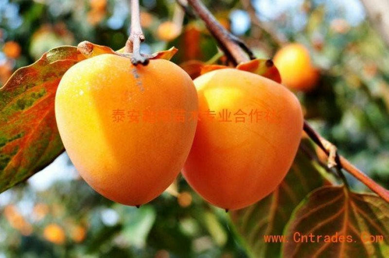 小尖柿
