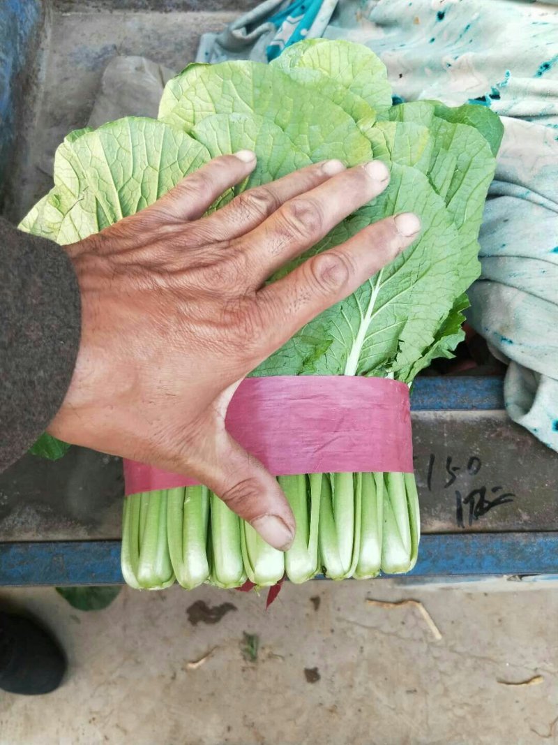 精品小白菜，质量有保证，产地真供，专业包装团队