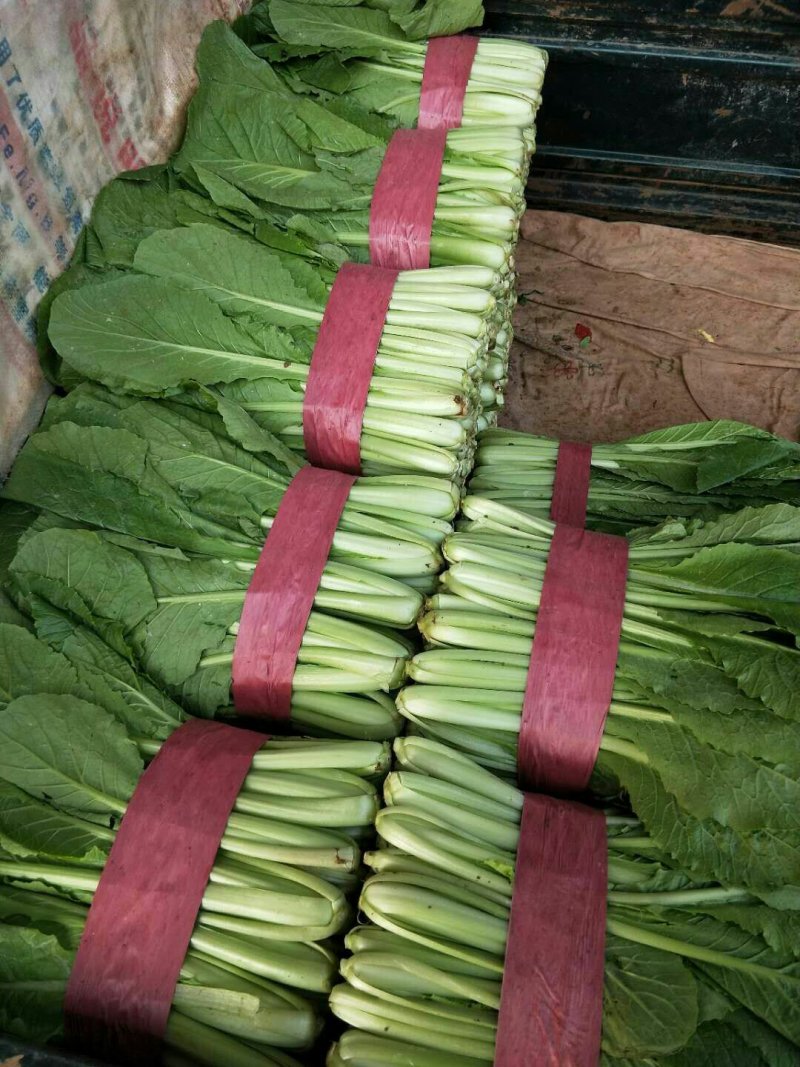 精品小白菜，质量有保证，产地真供，专业包装团队