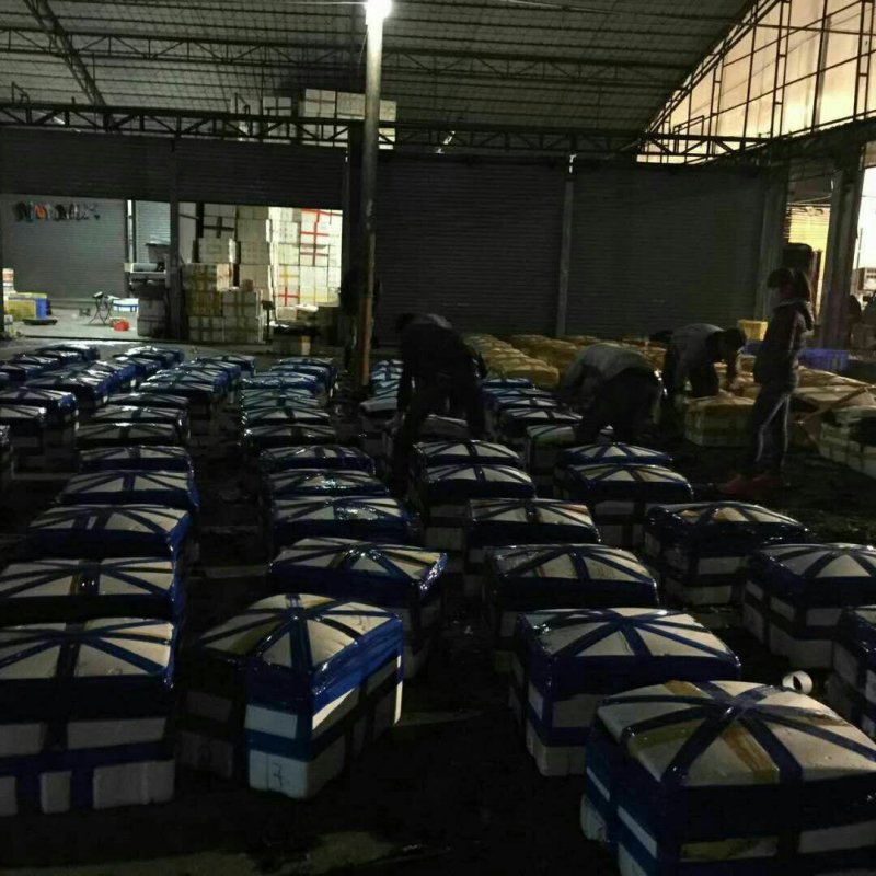 精品韭苔韭花大量上市长年不限量供货全国接单发货