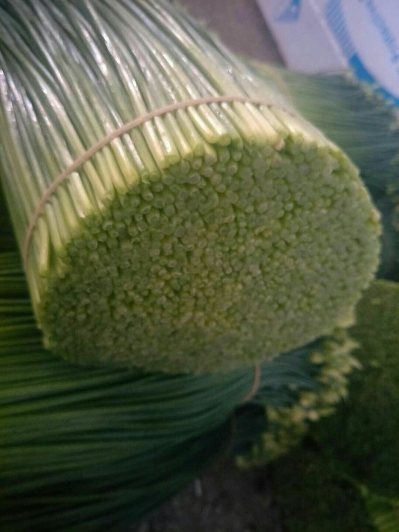 精品韭苔韭花大量上市长年不限量供货全国接单发货