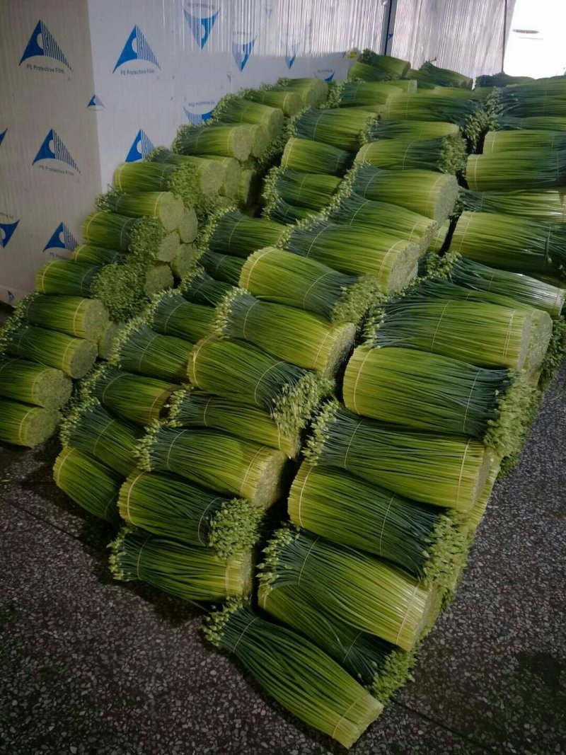 精品韭苔韭花大量上市长年不限量供货全国接单发货