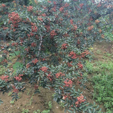 花椒树苗《量大、规格全》