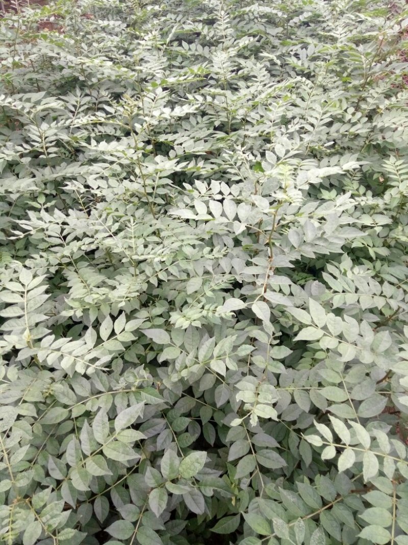 花椒树苗《量大、规格全》