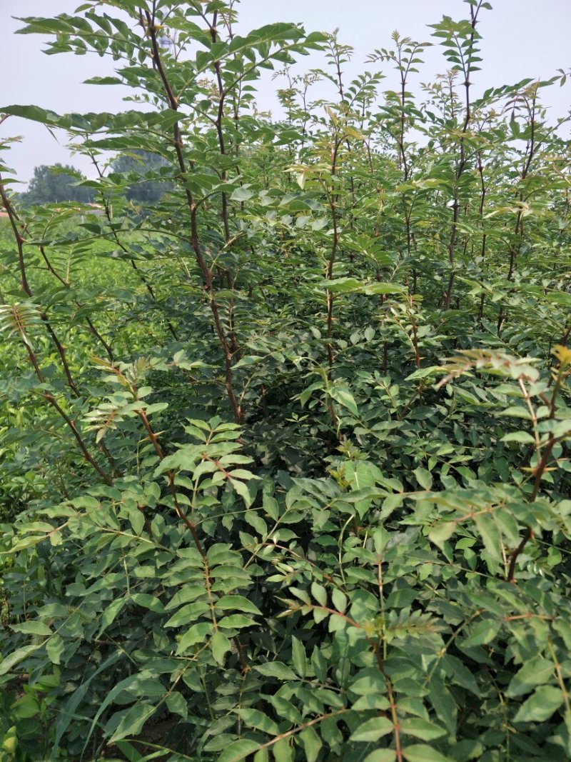 花椒树苗《量大、规格全》