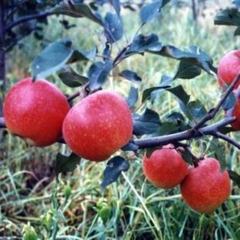 早熟优质美国8号苹果树苗保湿包装发货全国