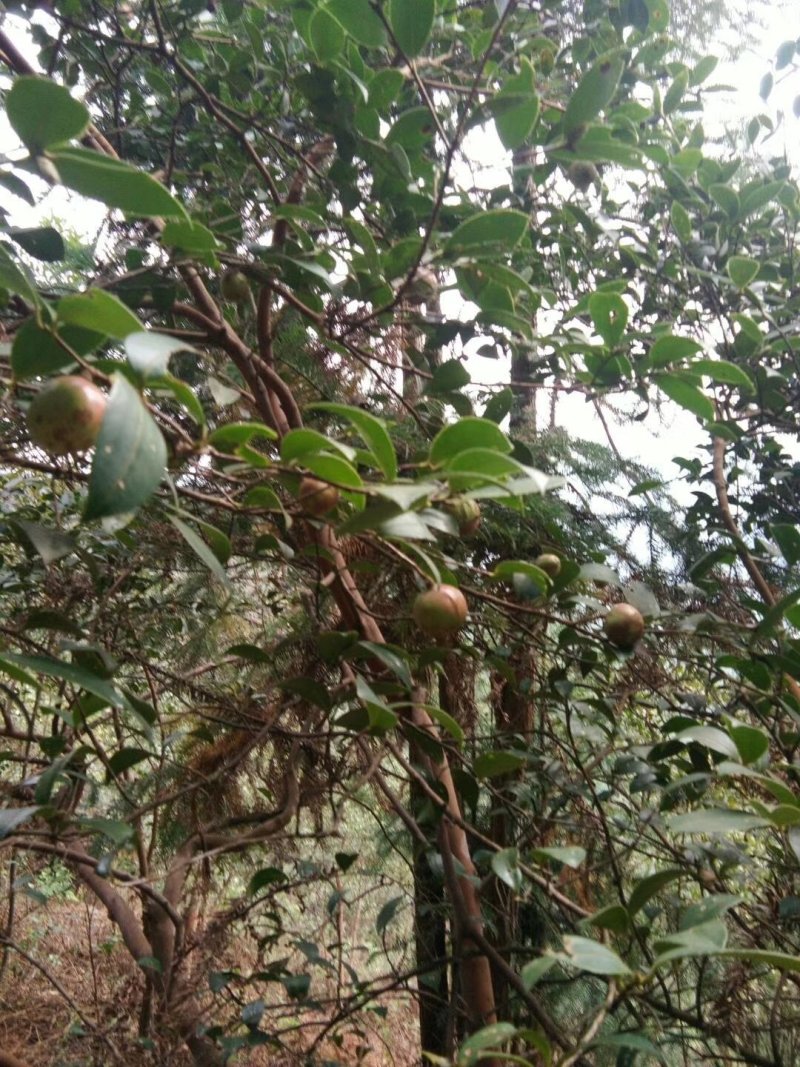 茶油果出售