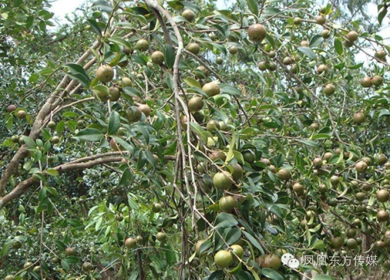 茶油果出售