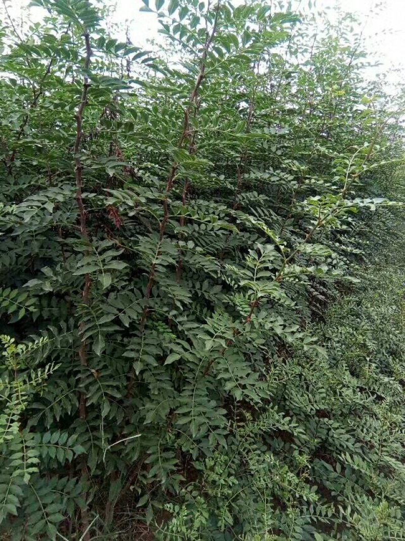 花椒苗批发、价格低